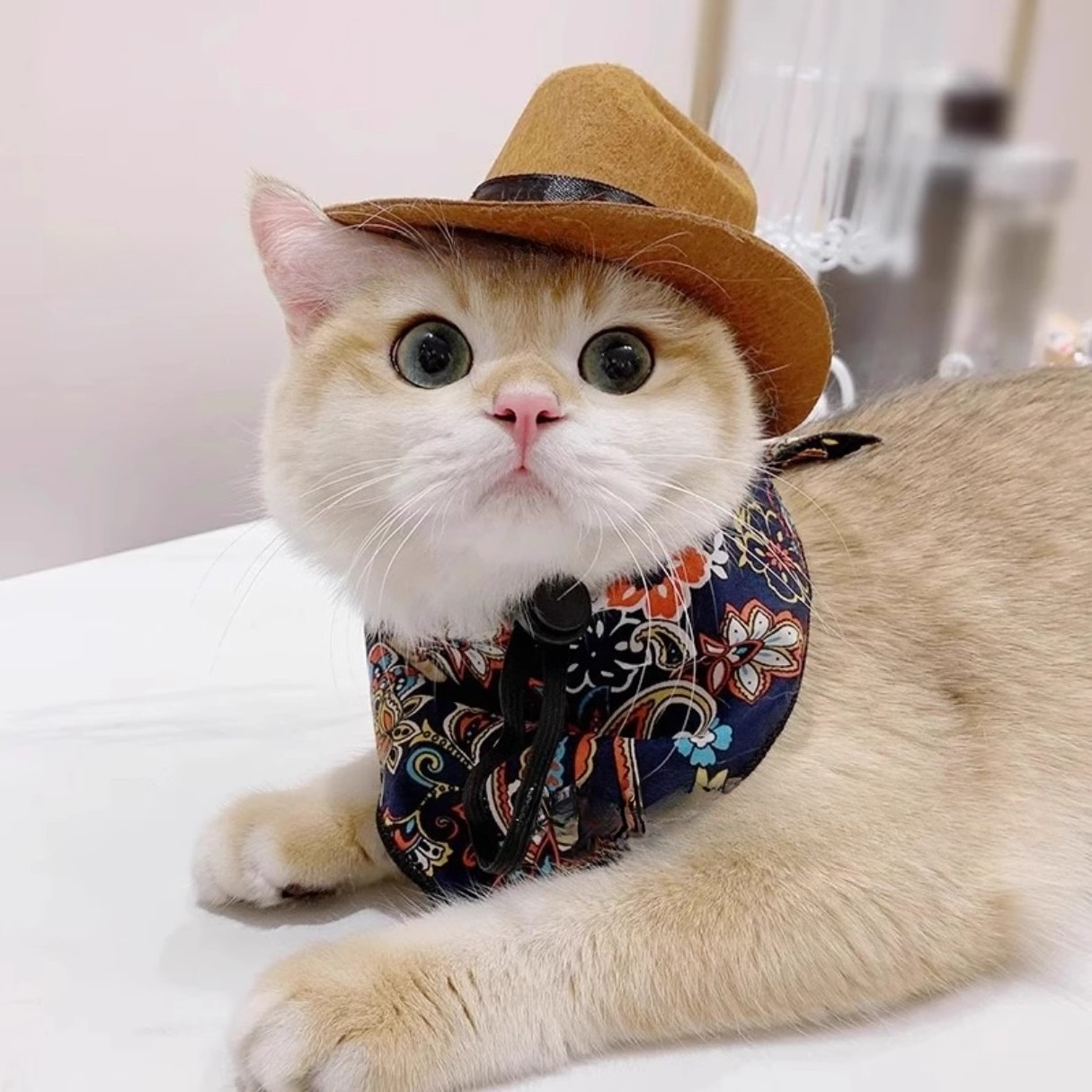  Cat Cowboy Hat Pet Head Acce - Cowboy Hat Straw recensie en prijs